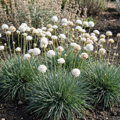 Alba Sea Thrift Armeria