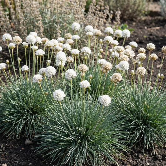 Alba Sea Thrift Armeria
