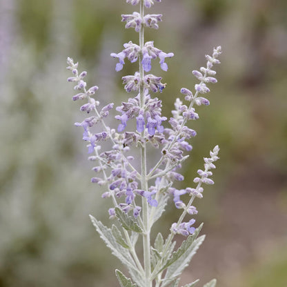 Little Spire Perovskia