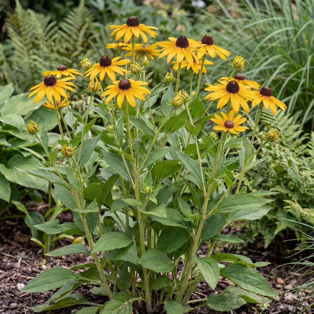 Goldsturm Black-Eyed Susan
