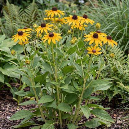 Goldsturm Black-Eyed Susan