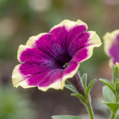 French Kiss Petunia