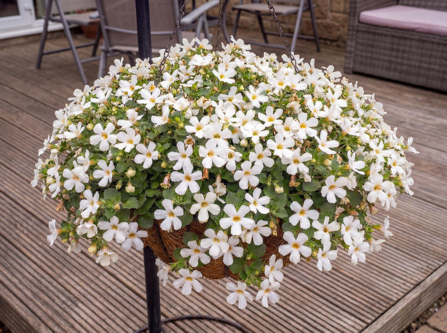 White Bacopa
