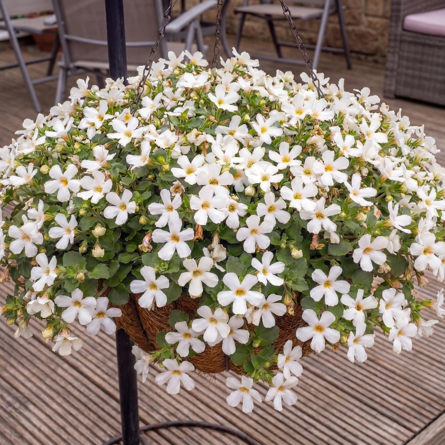 White Bacopa