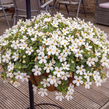 White Bacopa