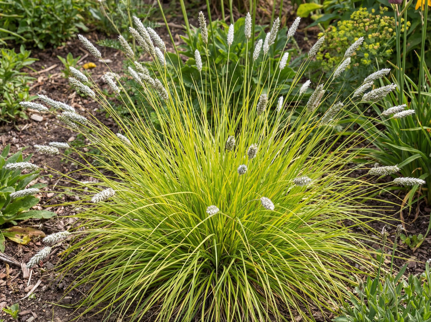 Autumn Moor Grass