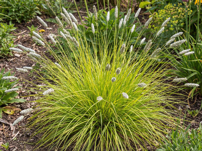 Autumn Moor Grass