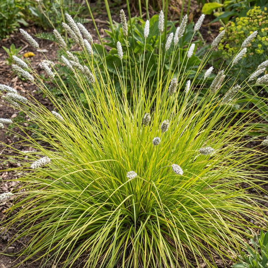 Autumn Moor Grass