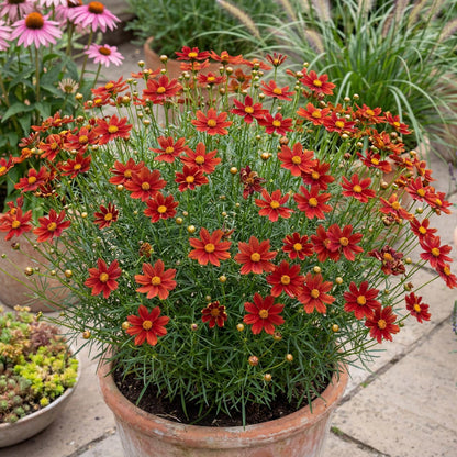 Crazy Cayenne Coreopsis