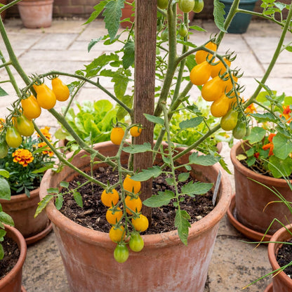 Yellow Pear Cherry Tomato