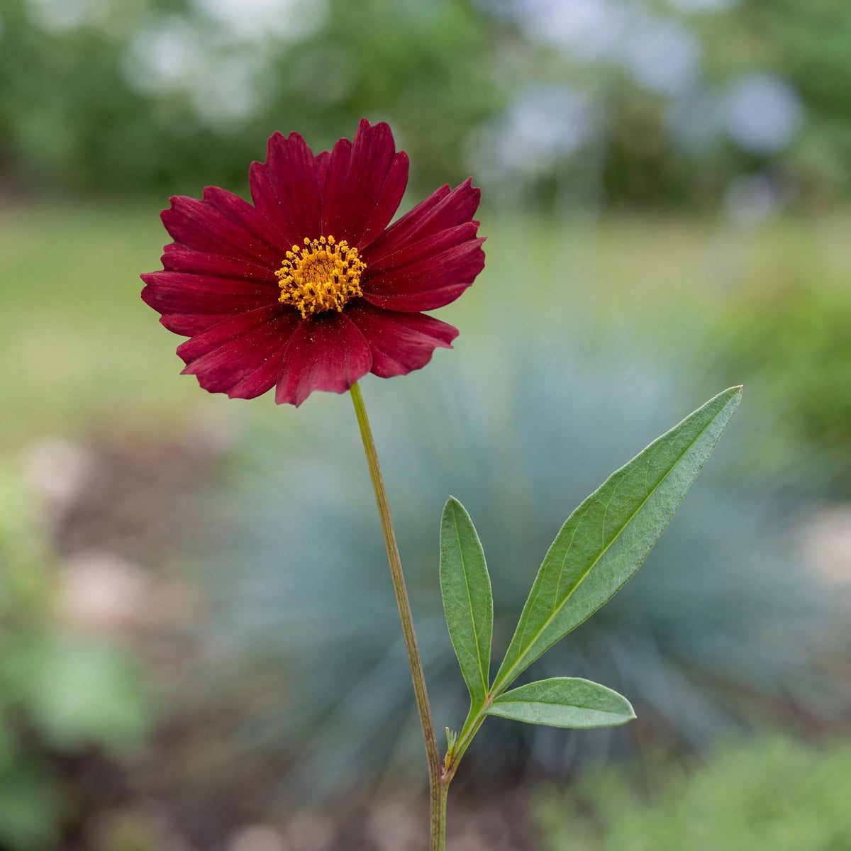 Red Elf Tickseed keeps fine green foliage on a rounded dwarf mound that stays under a foot tall