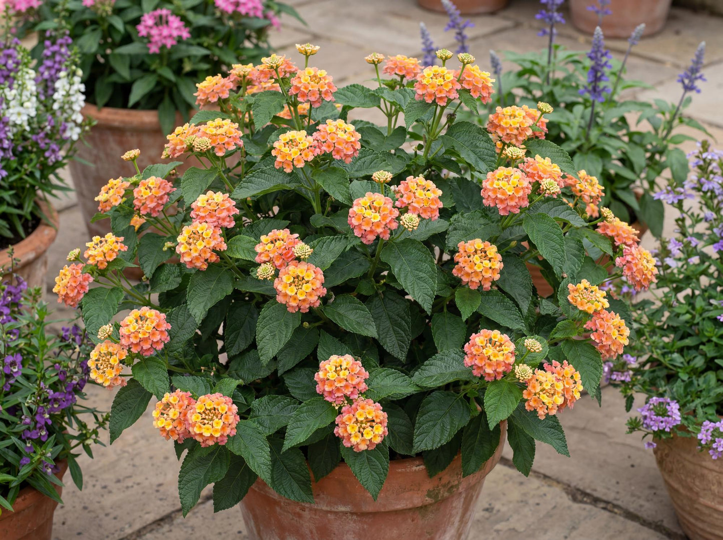 Bandana Peach Lantana