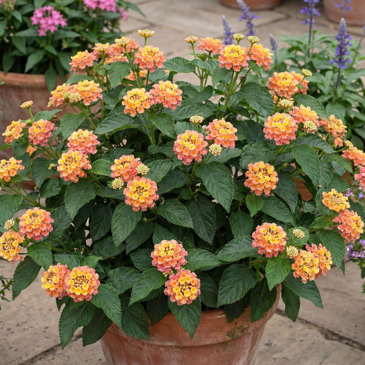 Bandana Peach Lantana
