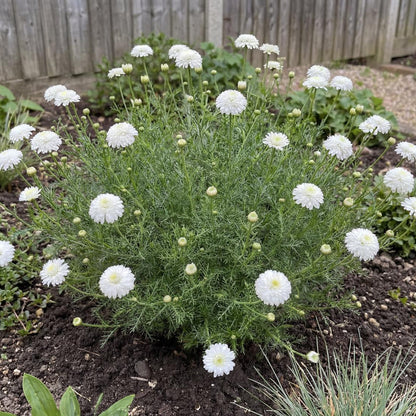 Flore Pleno Chamomile stays 6 to 12 inches high, a flat spreading ground cover for path edges