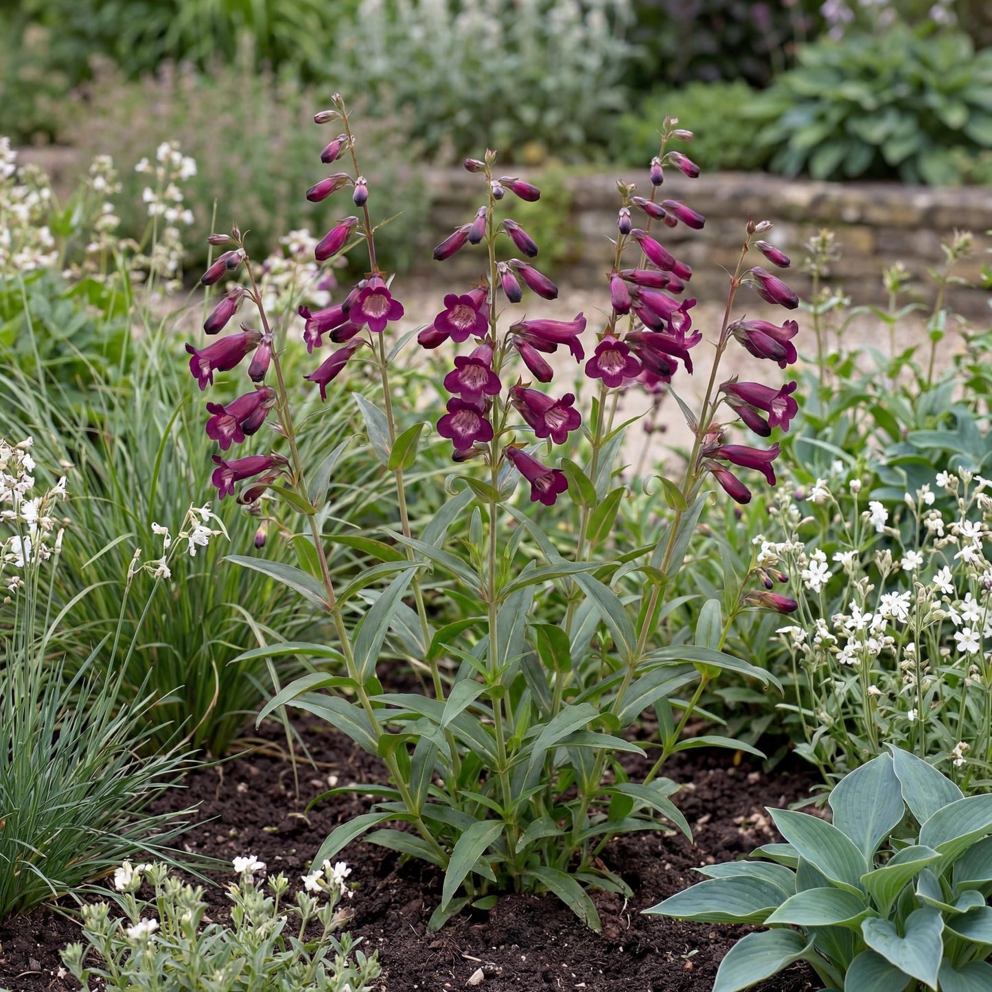 Blackbird Penstemon