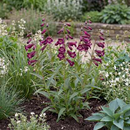 Blackbird Penstemon