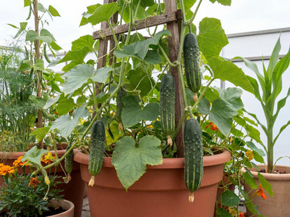 Marketmore Cucumbers