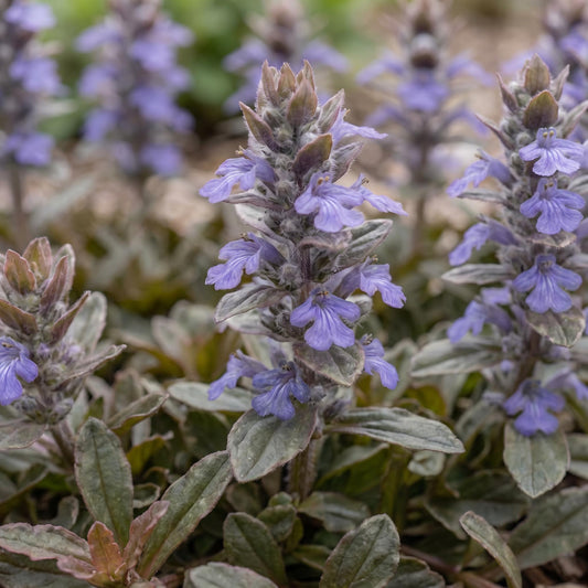 Chocolate Chip Bugleweed