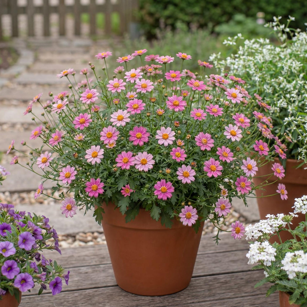 Pretty in Pink Bidens