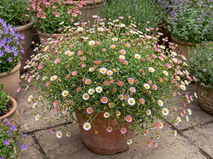 Spindrift Seaside Daisy