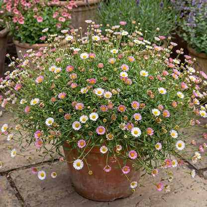 Spindrift Seaside Daisy
