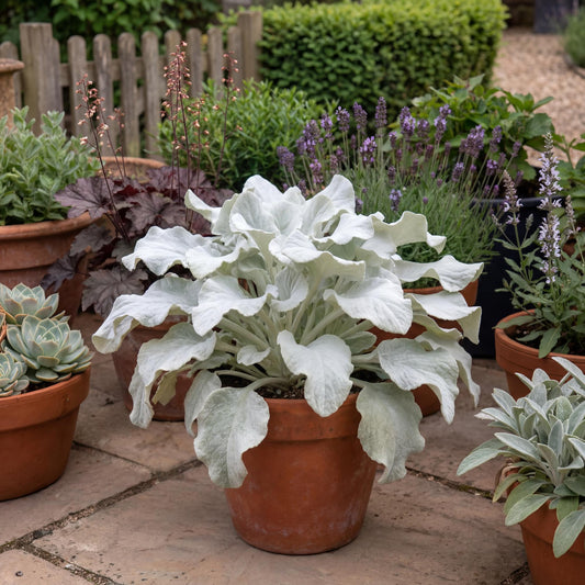 Angel Wings Senecio in a 4-inch pot, broad velvety silver leaves shaping a compact rounded clump