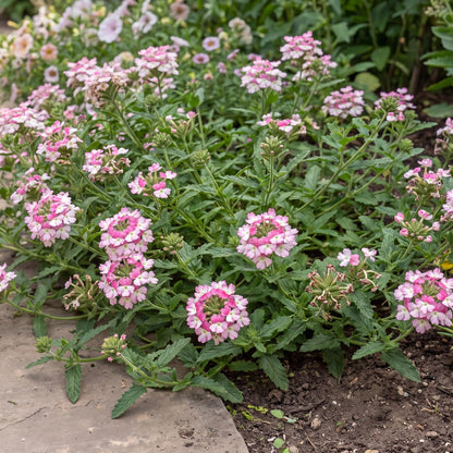 Vanessa Bicolor Pink Verbena