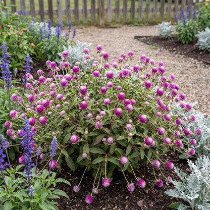 Purple Bachelor's Button