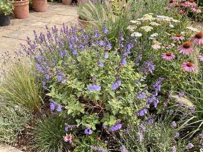 Mesa Azure Salvia