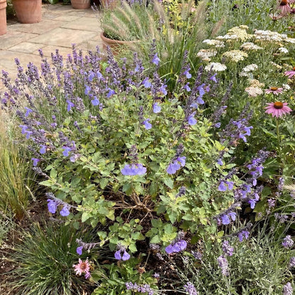 Mesa Azure Salvia