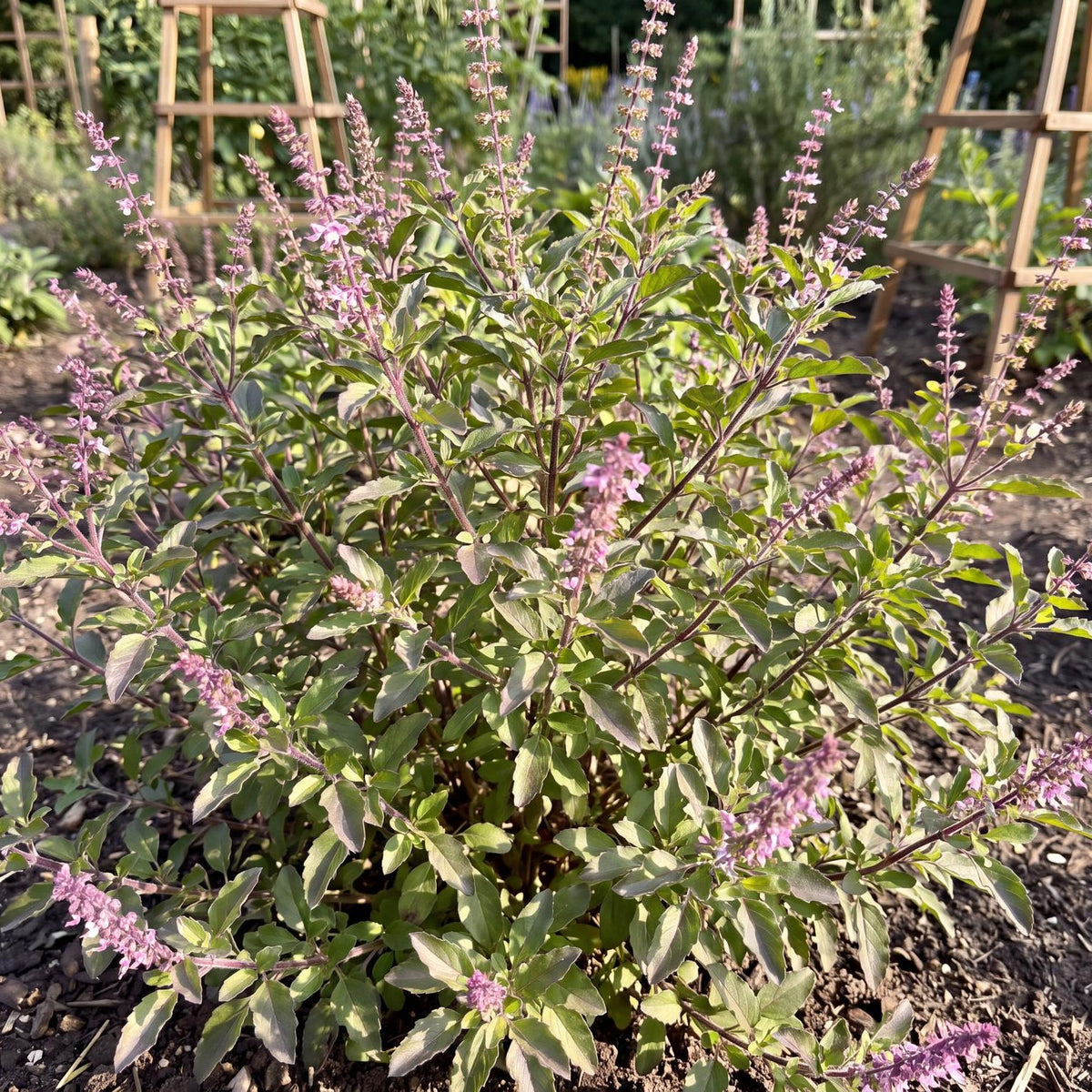 Holy Basil in a 4-inch pot, an organic herb with spicy aromatic leaves for teas and warm-season pots