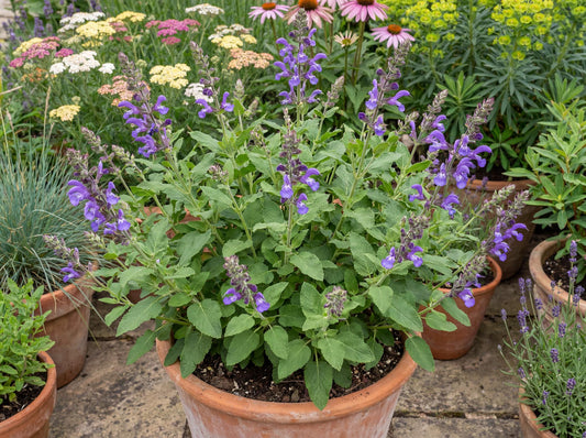 Tanami Blue Salvia