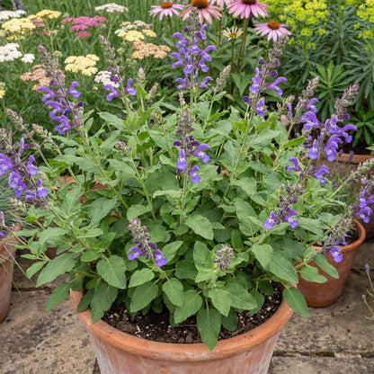 Tanami Blue Salvia