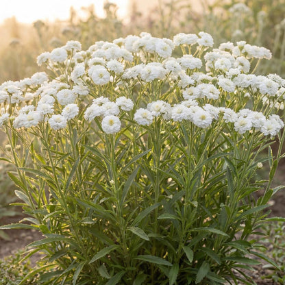 Peter Cottontail Sneezewort