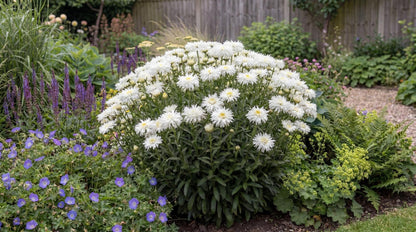 Crazy Daisy Shasta Daisy