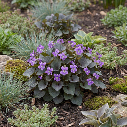 Alpine Purple Floral Violet