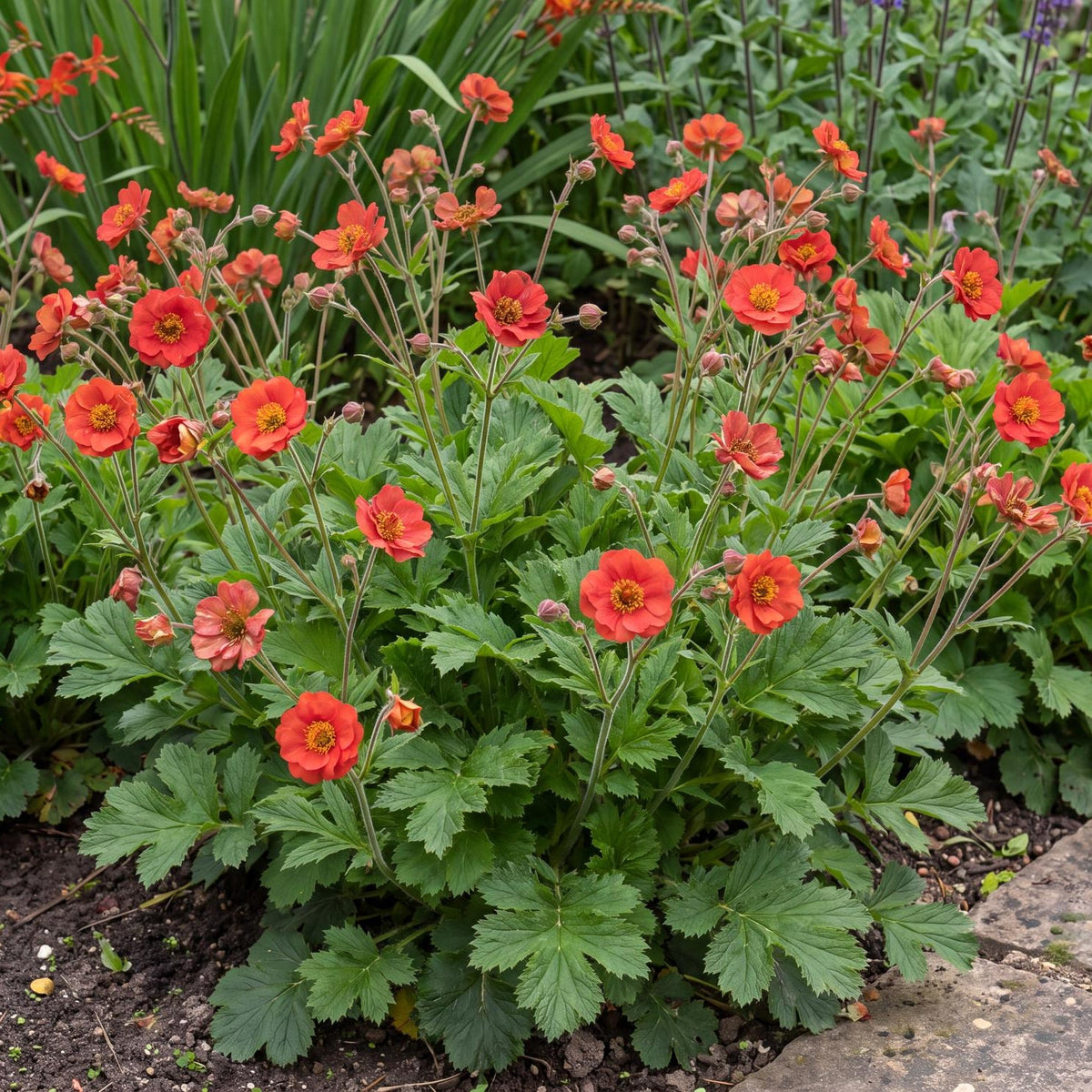 Fiery Tempest Grecian Rose (Geum) in a 4-inch pot, a rounded green clump that flowers scarlet-red to orange