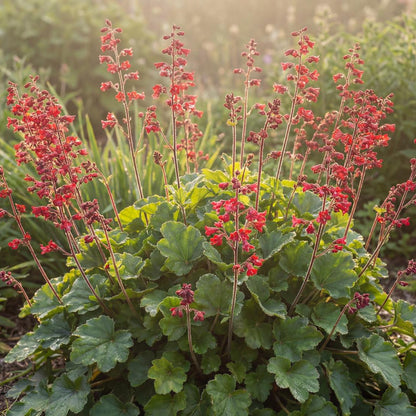 Ruby Bells Heuchera