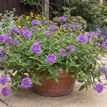Violet Empress Sun Verbena