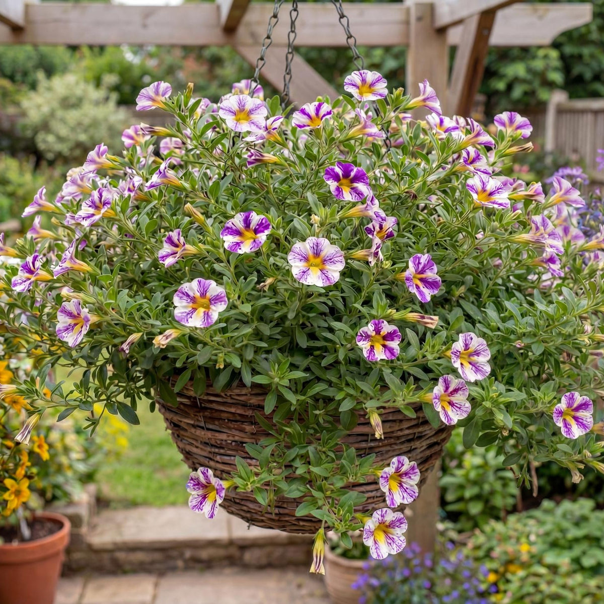Grape Splash Calibrachoa Candy Shop