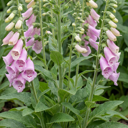 Dalmatian Rose Foxglove