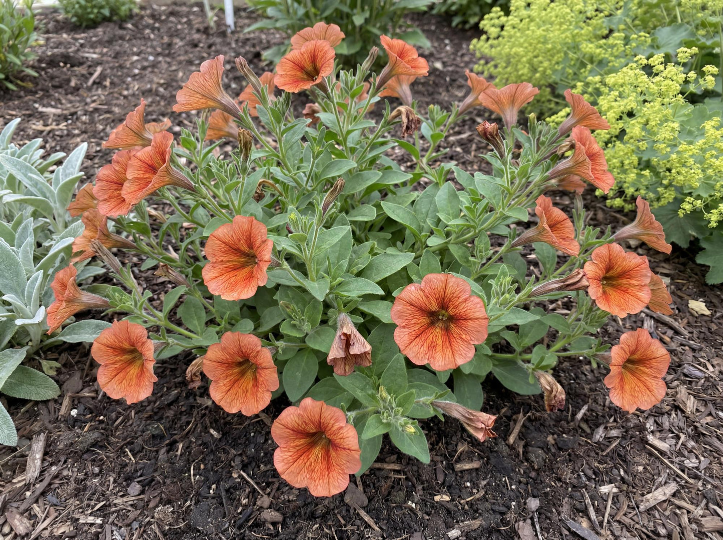 Cinnamon Supercal Petchoa