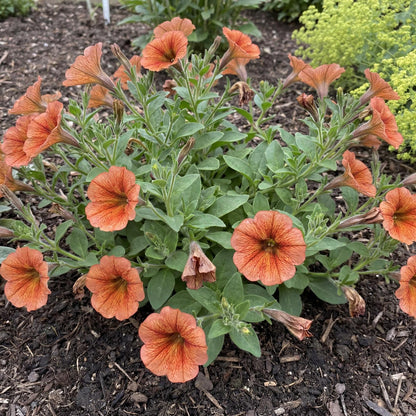 Cinnamon Supercal Petchoa