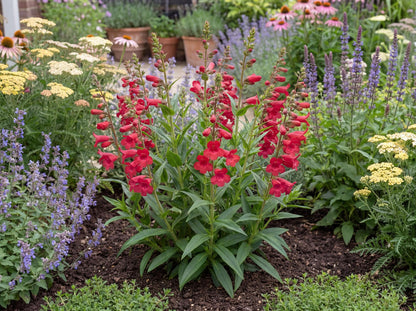 Red Riding Hood Penstemon
