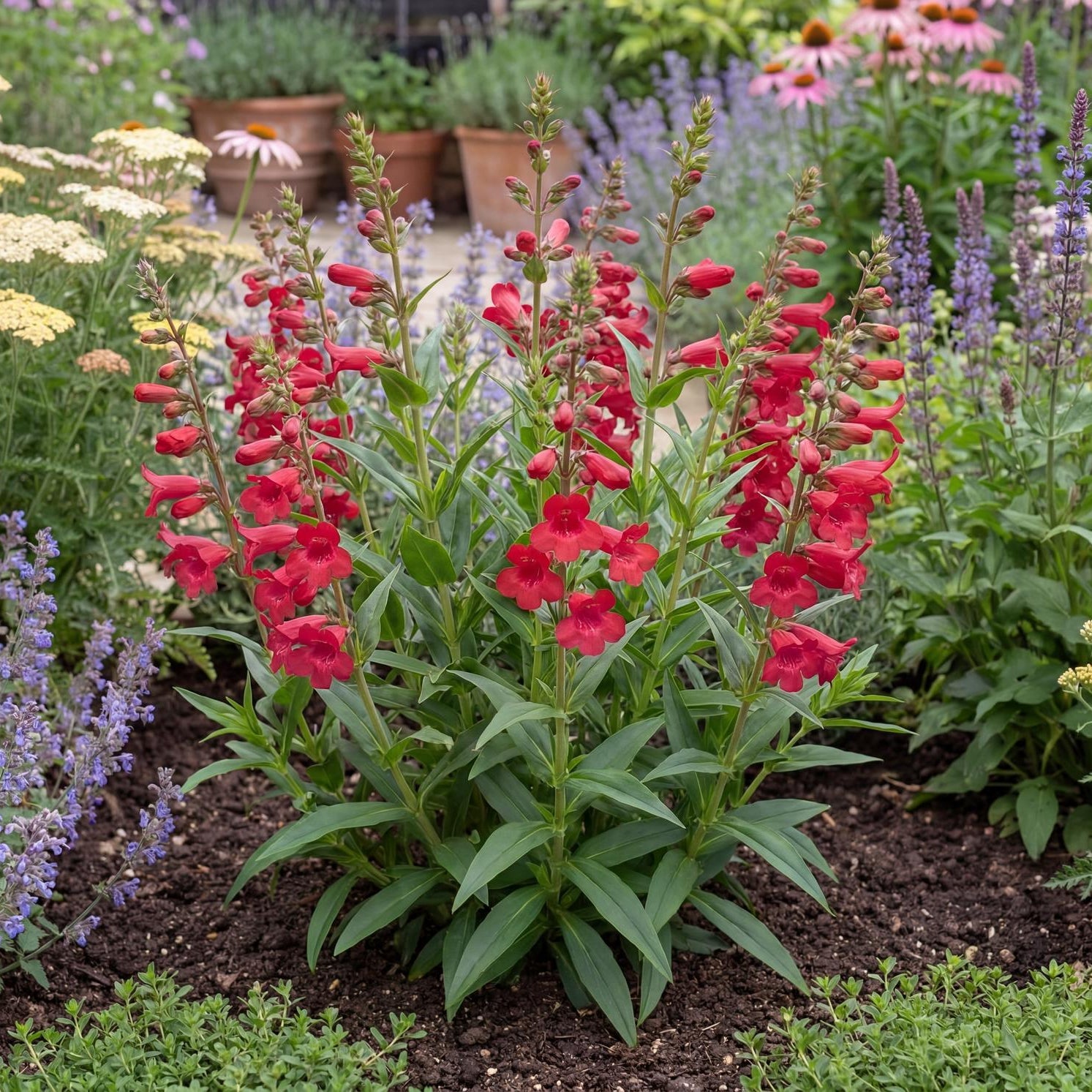 Red Riding Hood Penstemon builds a bushy 1 to 2 foot clump of glossy green leaves on upright stems