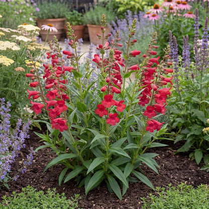 Red Riding Hood Penstemon builds a bushy 1 to 2 foot clump of glossy green leaves on upright stems
