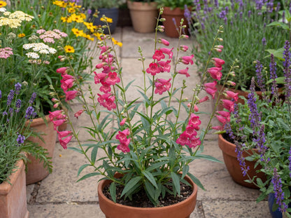 Red Rocks Penstemon