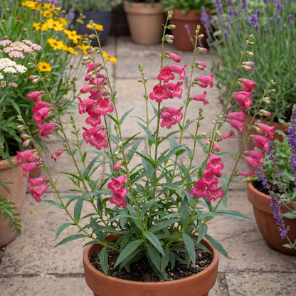 Red Rocks Penstemon