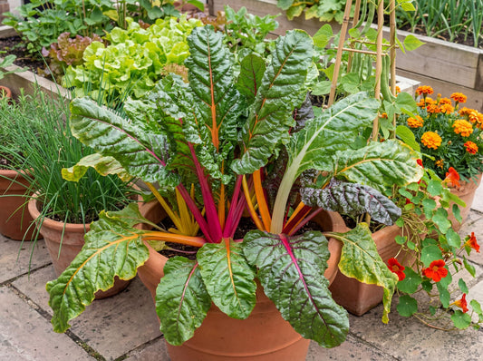 Bright Lights Swiss Chard 6-pack
