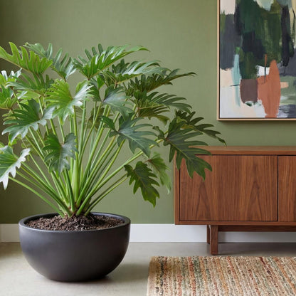 Xanadu Philodendron